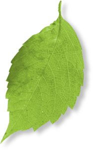 Web design leaf